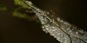 A close up photo of dewdrops on a leaf
