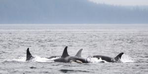 The pointed dorsal fins of four orcas emerge from silvery-blue waters off the coast of B.C.