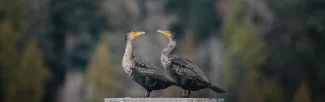 cormorants