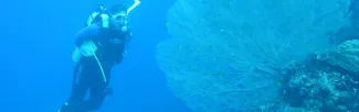 diver viewing coral