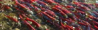 A school of red sockeye salmon swimming in shallow greenish water