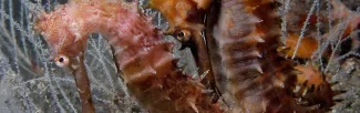 Two pinkish-orange seahorses amongst white, transparent underwater fauna