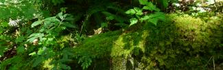 A lush forest edge with bright green mosses, ferns and deciduous leaves from trees.