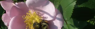bee on flower