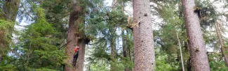 forest