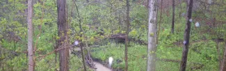 forest path