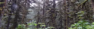 spruce