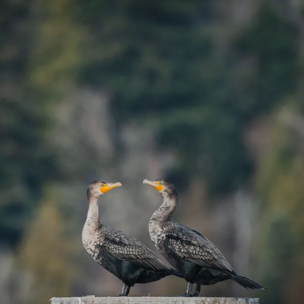 cormorants